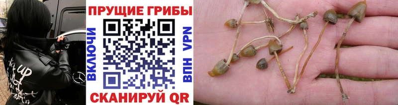 это телеграм  Вологда  Псилоцибиновые грибы Cubensis  где продают наркотики 